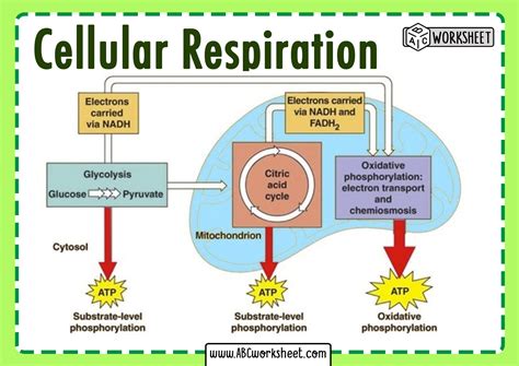 Steps of cellular respiration .